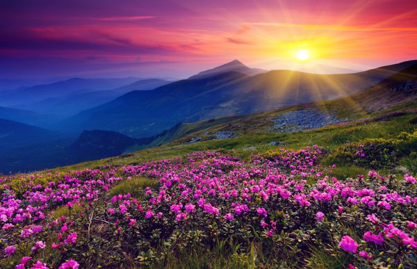 گل های رودودندرون صورتی جادویی در کوه تابستانی