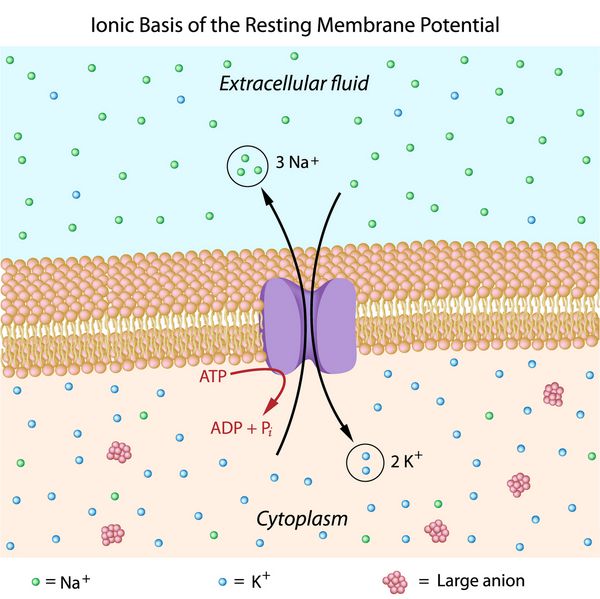 پمپ سدیم پتاسیم و پایه یونی پتانسیل غشای استراحت