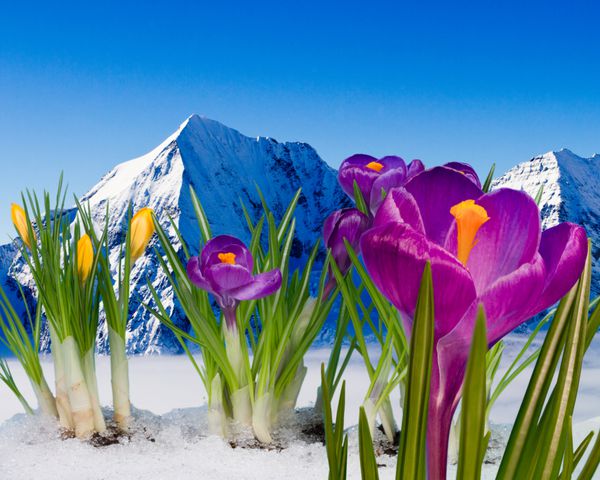 گل های کروکوس بهاری در برف - در پس زمینه کوه های برفی