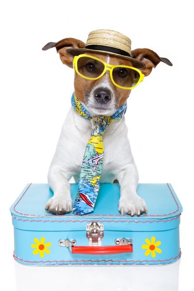 سگ بامزه ای که لباس توریستی به تن کرده با کیف رنگارنگ کراوات عینک آفتابی و کلاه