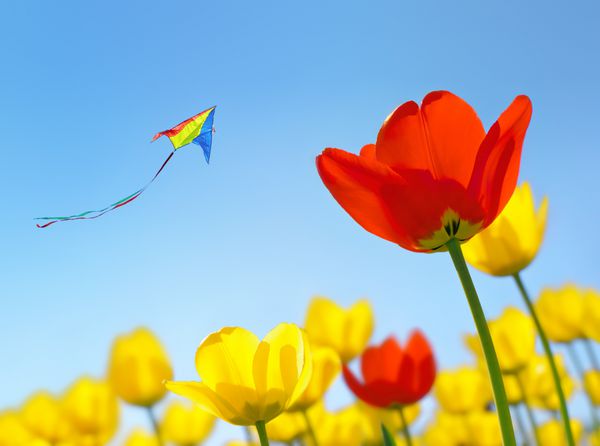 پرواز بادبادک بر فراز گل ها به آسمان می رود