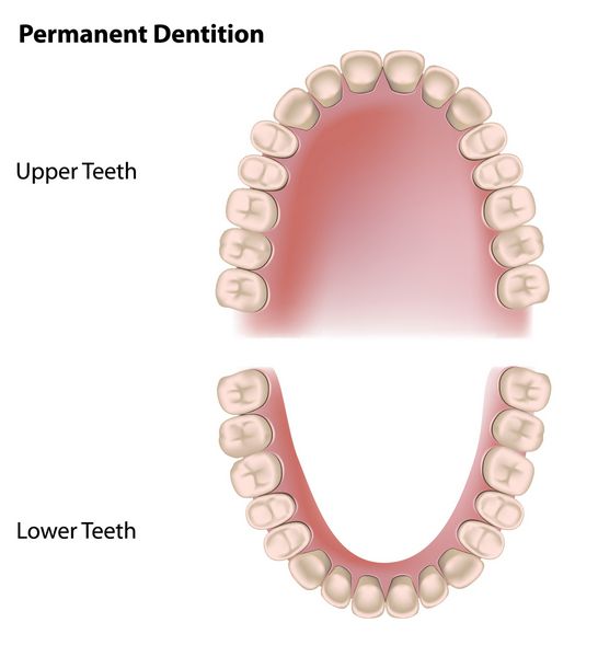دندان های دائمی دندان های بزرگسالان