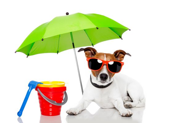 سگ در حال آفتاب گرفتن با چتر
