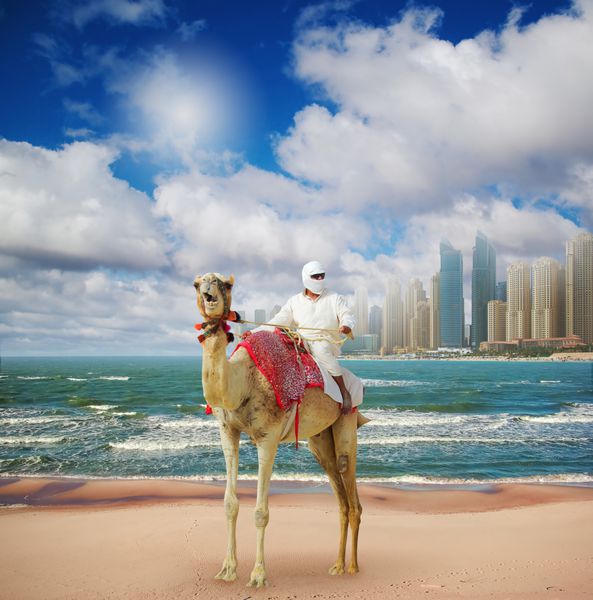 شتر در ساحل در دبی در پس زمینه شهری
