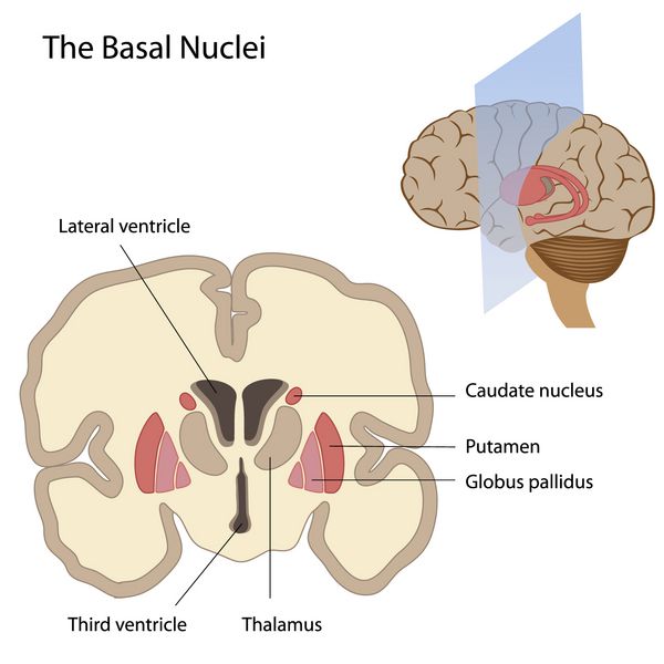 هسته های پایه مغز