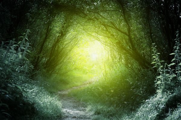 راه در جنگل عمیق
