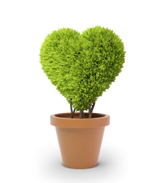 گیاه قلبی شکل در گلدان