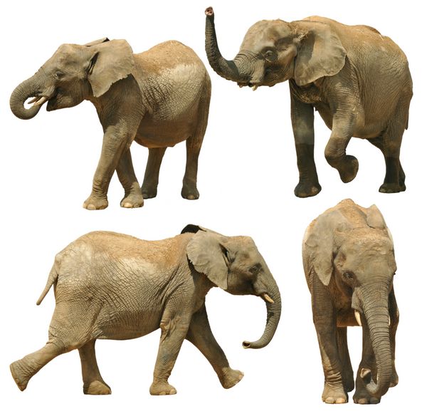 فیل های جدا شده در پس زمینه سفید