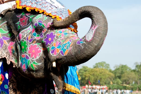 یک فیل نقاشی شده در جشنواره فیل در جیپور هند