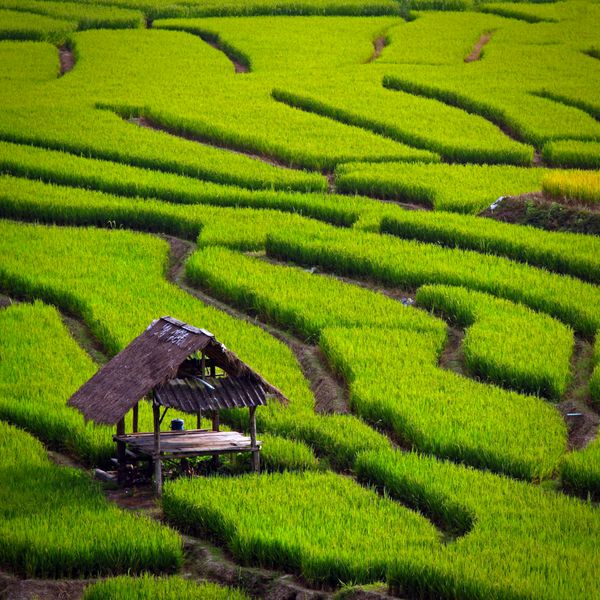مزرعه برنج پلکانی سبز در چیانگ مای تایلند