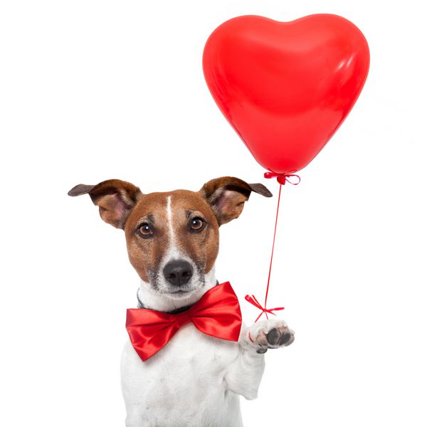 سگ عاشق بادکنک قلب قرمز