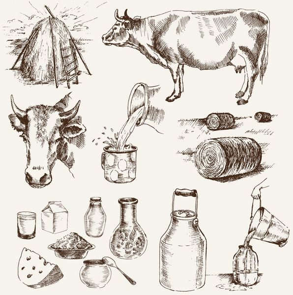 گاو و فرآورده های شیر مجموعه ای از عناصر برداری