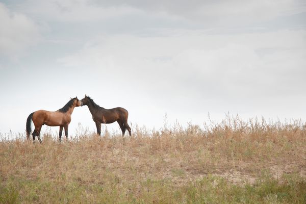 دو اسب با هم در مزرعه ایستاده اند