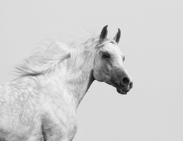 اسب نر سفید عربی