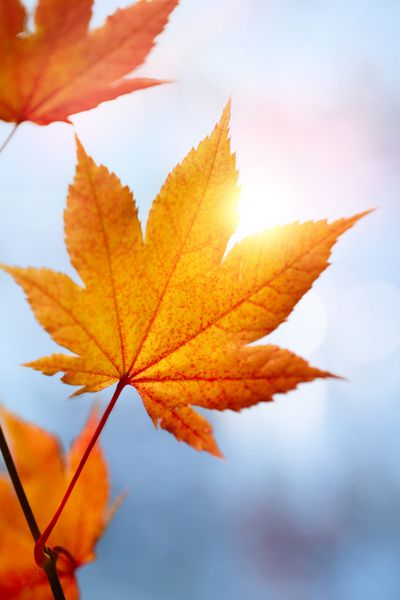 برگ های پاییزی در برابر آسمان آبی و خورشید تمرکز انتخابی