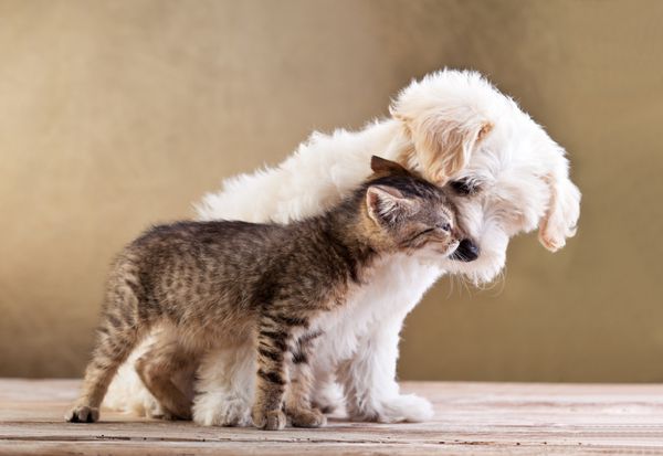 دوستان - سگ کوچک و گربه با هم