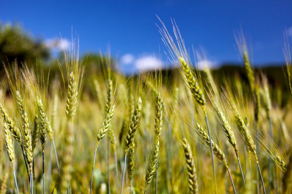 خوشه گندم در برابر آسمان آبی با تمرکز انتخابی