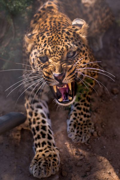 یک یوزپلنگ ماده عصبانی