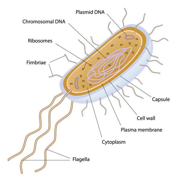 ساختار یک سلول باکتریایی