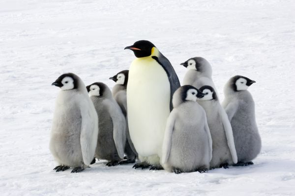 پنگوئن امپراتور با کودکان قطب جنوب