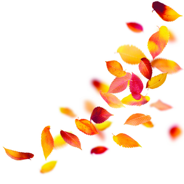 برگ های رنگارنگ پاییزی جدا شده در پس زمینه سفید