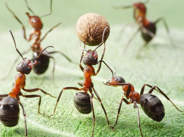 تیم مورچه ها با دانه فلفل فوتبال بازی می کنند