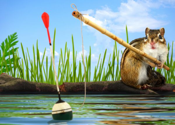 ماهیگیری سنجاب کوچک بامزه با چوب ماهیگیری مفهوم ماهیگیر