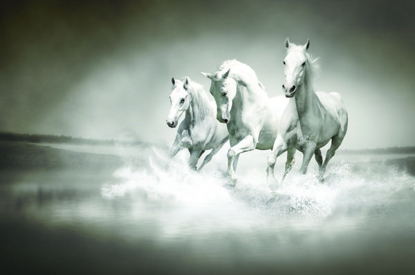  عکس اسب سفید و مشکی