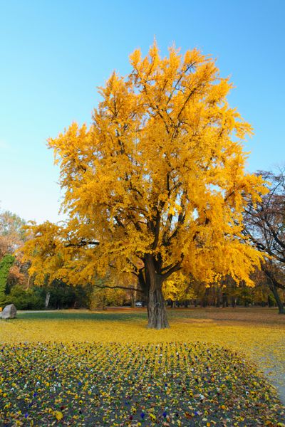 درخت زرد تنها در پاییز