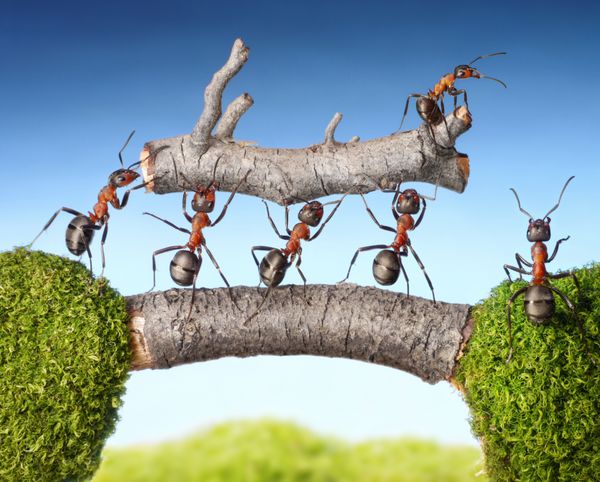 تیم مورچه ها سیاهه را روی پل حمل می کنند مفهوم کار تیمی