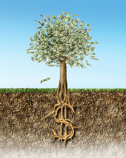 درخت پول در مقطع خاک که ریشه های علامت دلار آمریکا را نشان می دهد