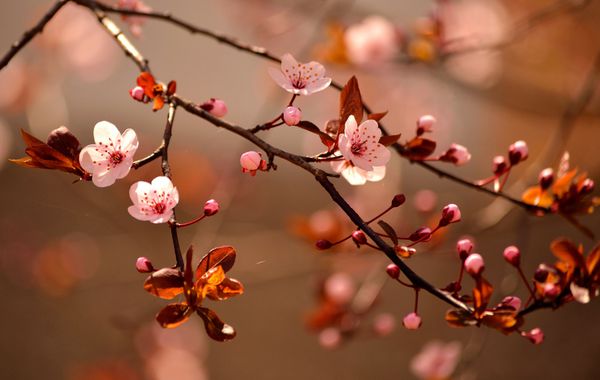 گیلاس ژاپنی گلدار زیبا - ساکورا پس زمینه با گل در یک روز بهاری