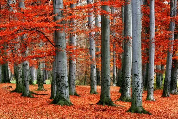 پارک پاییزی درختان راش قرمز