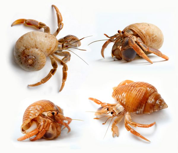 مجموعه ای از خرچنگ های گوشه نشین از دریای کارائیب جدا شده در پس زمینه سفید