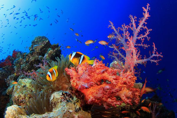 مرجان شقایق و دلقک ماهی در دریای سرخ مصر