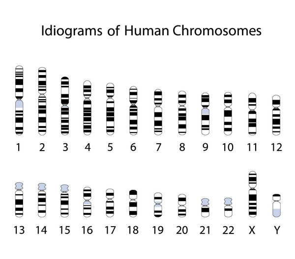 ایدیوگرافی کروموزوم انسانی