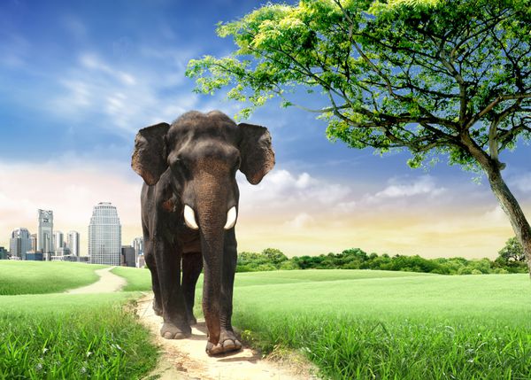 بازگشت فیل به طبیعت مفهوم