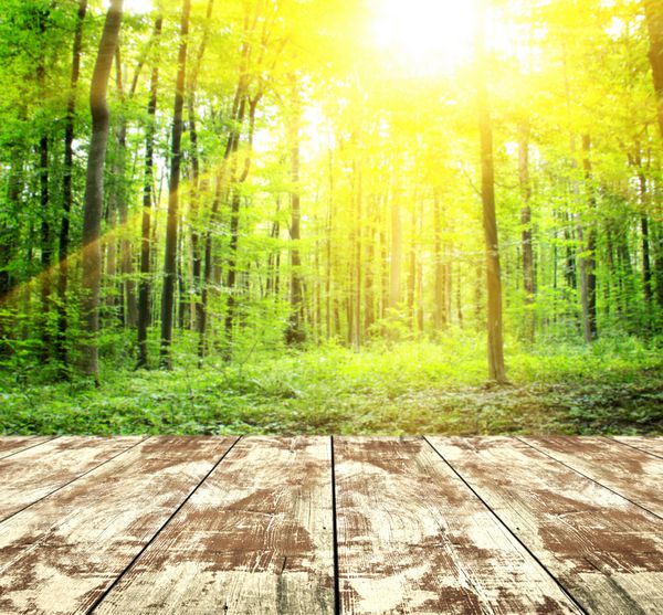 نور خورشید در جنگل تابستانی با کف تخته های چوبی