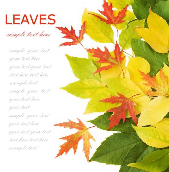 برگ های پاییزی جدا شده در پس زمینه سفید با متن نمونه