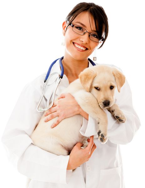دامپزشکی که یک سگ توله سگ کوچک را در آغوش گرفته است - جدا شده روی پس زمینه سفید