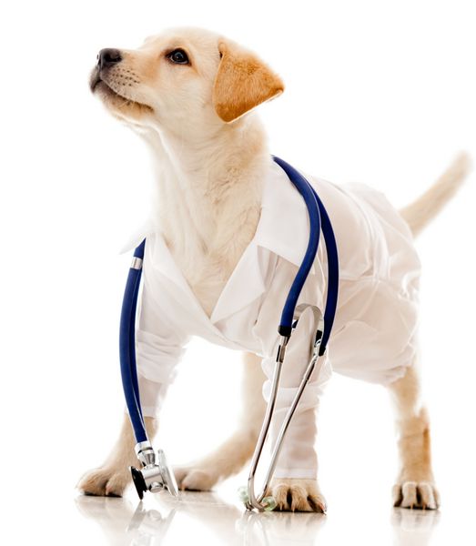 سگ توله سگ با لباس دامپزشک - جدا شده روی پس زمینه سفید