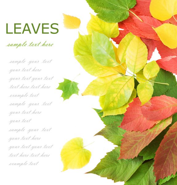 برگ های پاییزی جدا شده در پس زمینه سفید با متن نمونه