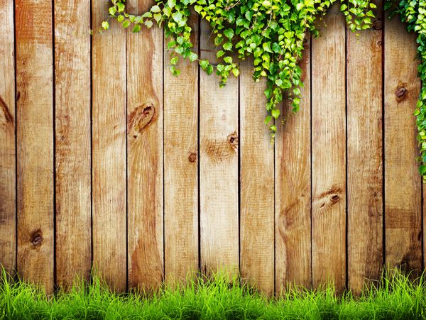 چمن سبز و گیاه برگ تازه بهار بر روی پس زمینه حصار چوبی