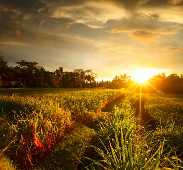 غروب آفتاب بر فراز مزرعه برنج اوبود بالی
