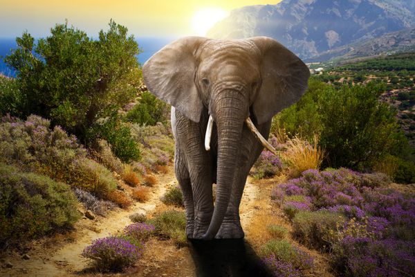 فیل در حال راه رفتن در جاده در غروب خورشید