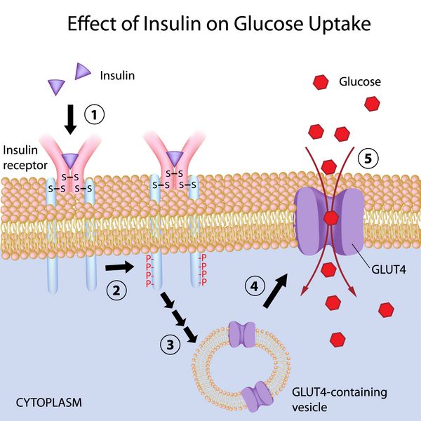 تاثیر انسولین بر جذب گلوکز