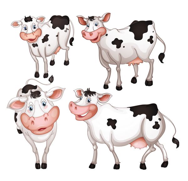 تصویر چهار گاو در پس زمینه سفید