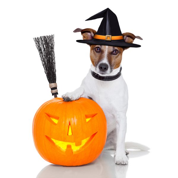 سگ جادوگر کدو تنبل هالووین با جارو