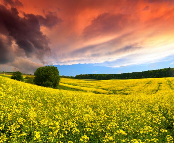 منظره تابستانی دراماتیک با مزرعه ای از گل های زرد غروب آفتاب