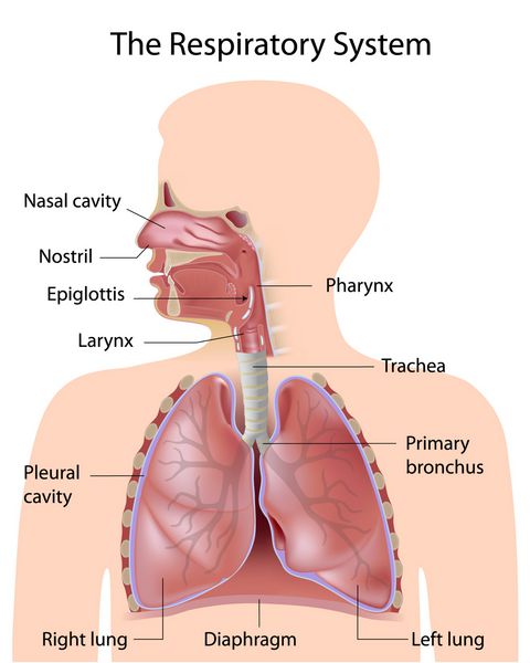 سیستم تنفسی با برچسب
